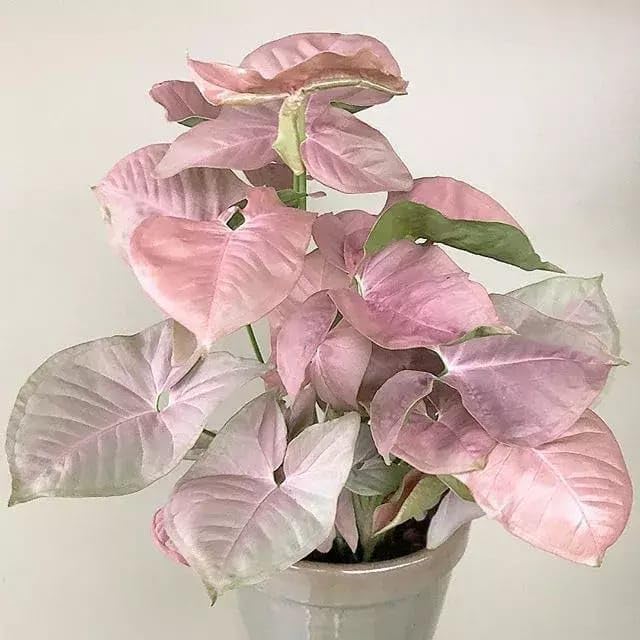 NEW DEBNATH NURSERY Good Luck Air Purifying Pink Syngonium Plant Indoor