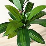 Künstlicher Drachenbaum 150cm Artificial Kunstpflanzen groß, Plastik Künstliche Pflanzen,Tropische Dracaena Fragans Pflanze mit Töpfen für Wohnzimmer Büro Garten Dekoration(1Pack) – Bild 4