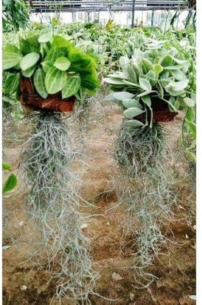 Amazon.co.jp: プランツネット(Plants Net) 観葉植物 ディスキディア2