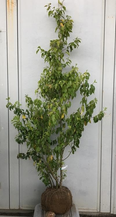 展示品　アトリエミヤタ　無垢材　回転式　ハイバックチェア　アームチェア　和モダン 展示品 アトリエミヤタ 無垢材 回転式 ハイバックチェア アームチェア