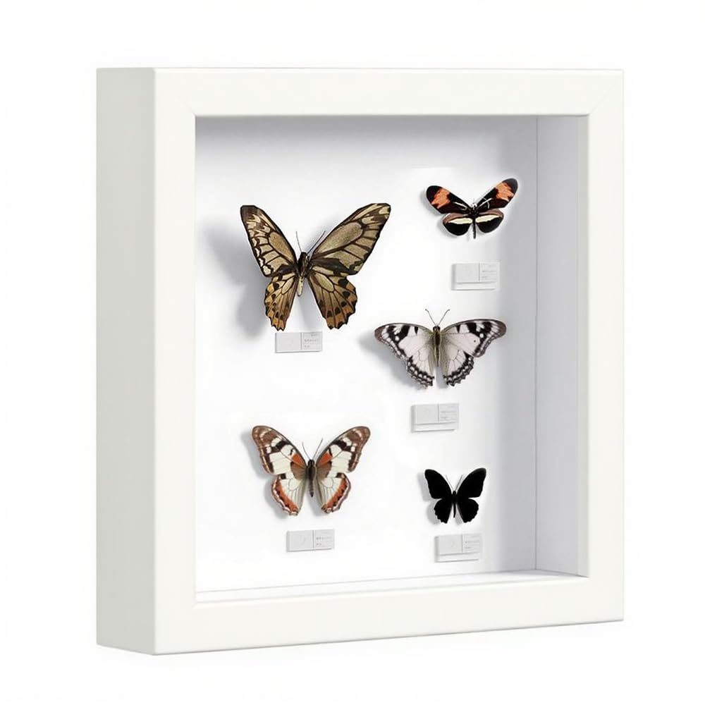 3D Shadow Box Frame, 25 x 25 cm Deep Box Frame for Objects up to 3cm, Picture Frame Wooden Deep Box, Picture Frame for Filling for Objects Photos Artworks Memories Flowers Crafts White