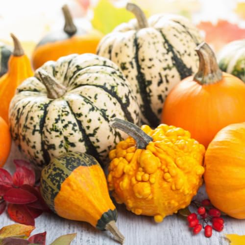 Quast Meerrettich Frische Zierkürbisse | Herbstdeko | Deko-Naturkürbisse | Verschiedene Sorten, Größen und Farben (1 Kiste (5-7 Stück))