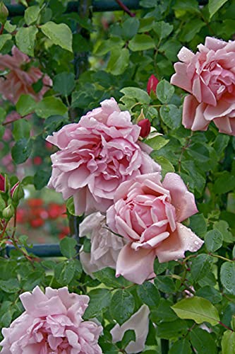 'Albertine', Rambler-Rose im 4 Liter Container Cover