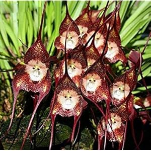 SANHOC I Semi Della Confezione: Semi Perù Monkey Face Orchid Semi, Terza Phalaenopsis Bonsai Semi Semi di Fiore -120 Pezzi 5