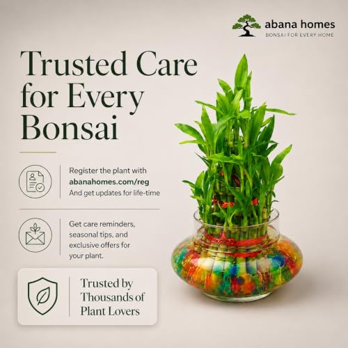 Image of Abana Homes 3 Layer Bamboo Live Plant With Glass Pot and Multicolour Jelly Beads | Natural Air Purifier Feng Shui Bonsai Plant for Indoor, Outdoor, Living Room, Office, Balcony, Home Decor and Gifting