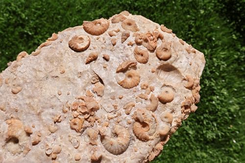 Image of Ammonites & Gastropods Plate Cretaceous Fossils Fossils from Morocco Fossil Rock ammonites Fossil from Morocco A212