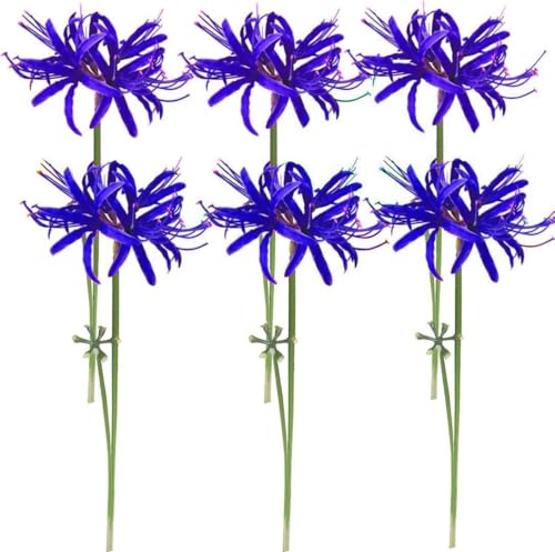 Qingriver 6 steli di lycoris artificiale da 67 cm, fiori di giglio di ragno per la decorazione di casa e giardino (blu reale)