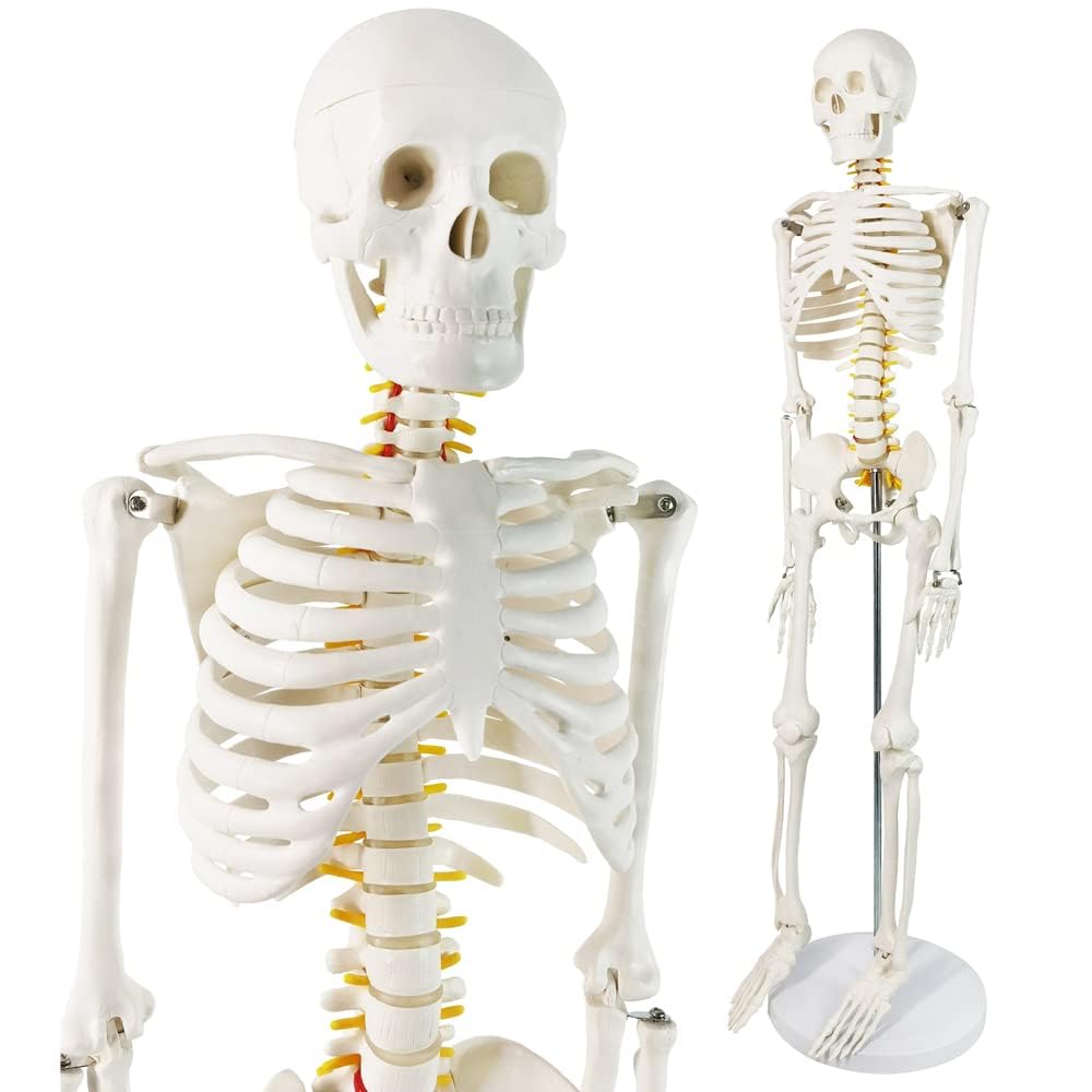 Mini model szkieletu ludzkiego 1/2 naturalnej wielkości do anatomii 85 cm z układem nerwowym, zdejmowanymi ramionami i nogami, 1 zestaw