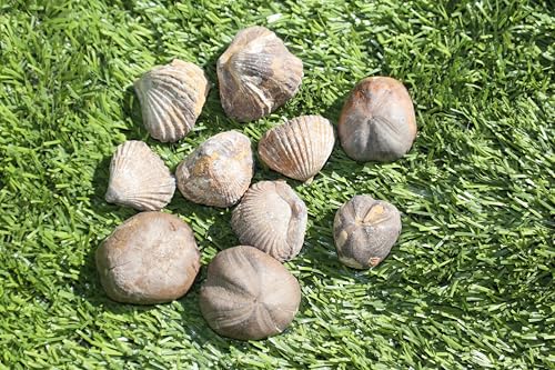 Image of Amazing Marine Fossil Collection: 4 Fossilized Sea Urchins and 6 Authentic Brachiopods, Perfect for Collectors and Natural Decor A169