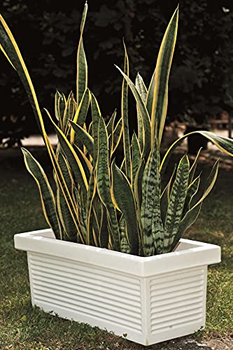 Caniche clásico de ywica millerighe cm 110 Bianco