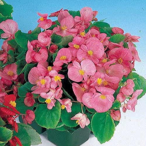 Vista 5 de Park Seed Hula Red & White Mix Begonia Seeds – Paquete de 10 semillas, flores rojas y blancas vibrantes, hábito de arrastre, perfectas para colgar