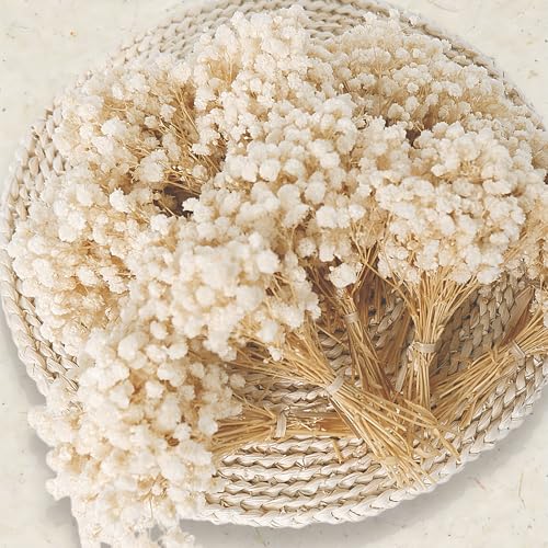 9000+ Mini Dried Babys Breath Flowers 150 Pcs Ivory White Baby Breath Flowers Natural Preserved Gypsophila Bouquets for Rustic Wedding Decor DIY Crafts Gift Wrapping Vase Arrangement