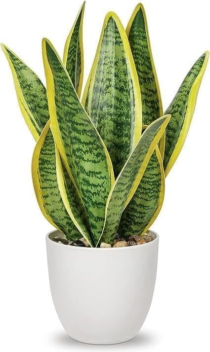 Image of Live Snake Plant with Pot | Sansevieria Laurentii Air Purifying Indoor Plant | Low Maintenance Evergreen Houseplant for Home Office Bedroom Living Room Desk Decor | Pack of 1