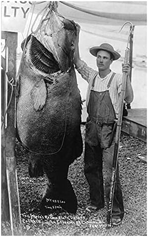 World Record Black Sea Bass Catalina CA 11x14 Photograph Photo Print