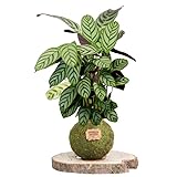Kokedama Calathea Natural - Kokedama Interior | Bola de Musgo Vivo | Planta Natural | Planta Interior | Decoración Hogar | Fácil Cuidado y Mantenimiento