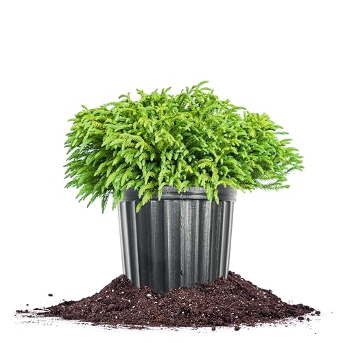 Perfect Plants Dwarf Japanese Cedar 3 Gallon Evergreen Shrub