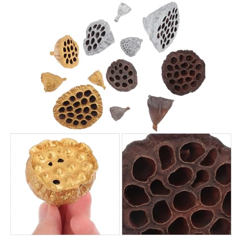 12 piezas de semillas de loto secas naturales para decoración miniatura 7
