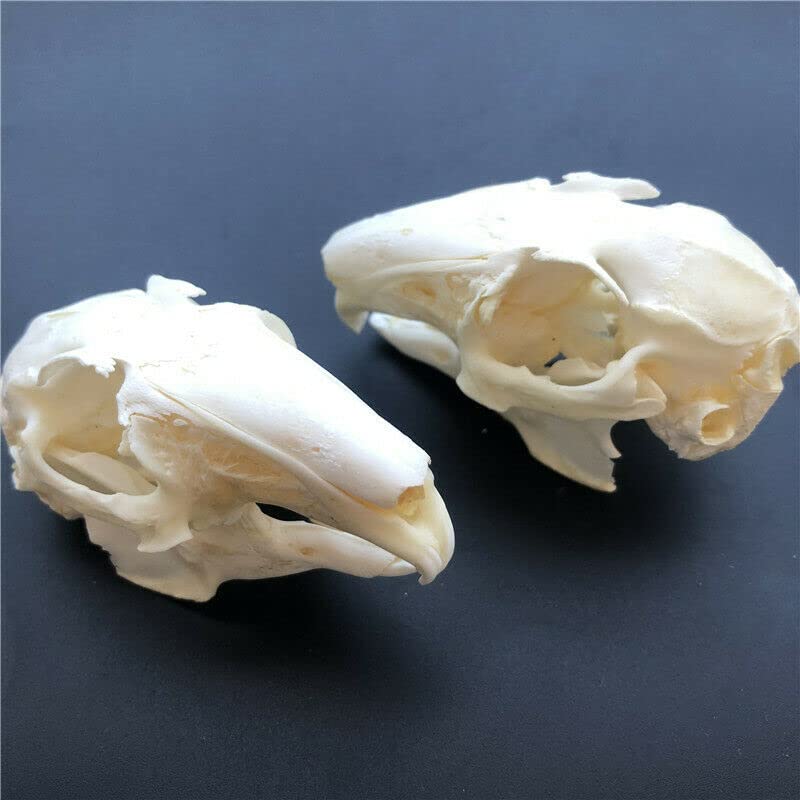 Taxidermy Real Rabbit Skull Animals Skulls, Real Bones Specimen, Taxidermy Supplies for Science Education, DIY Home&Office Decor (10)