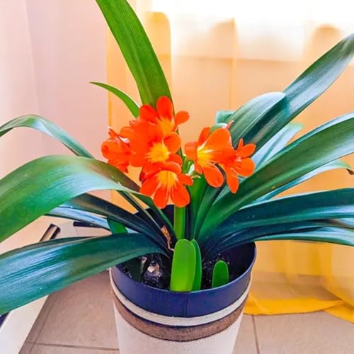 Image of Clivia Miniata Live Flowering Plant | Orange Lily Plant for Indoor & Outdoor Decor | Evergreen Flower Plant with Pot for Home Garden & Balcony a€ inch Pack of 1