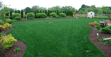 Midnight Kentucky Bluegrass Seed (Certified) - 50 Lbs.