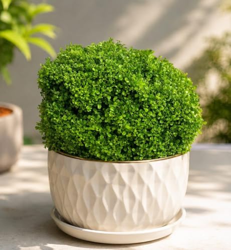 Image of Table Kamini Bonsai Plant Live (Murraya Paniculata) with Pot - Natural Oxygen Plant for Indoor Home Decoration, Office Desk & Tabletop Display (Pack Of 01)