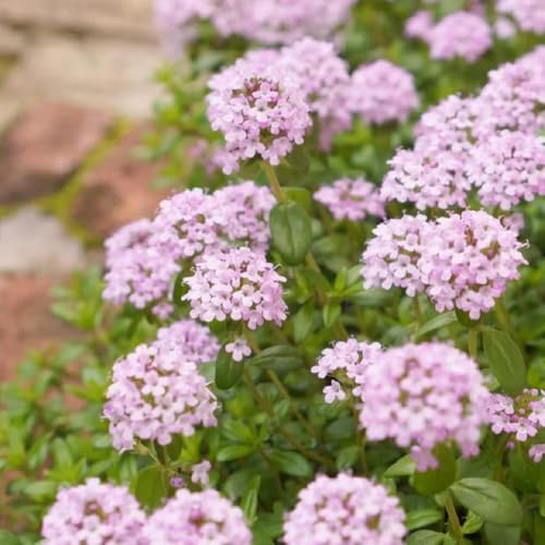 Semi di timo, semi di aromatiche, semi di aromatiche Semi resistenti di timo serpillo, da giardino roccioso resistenti semi di timo tappezzante 50pcs