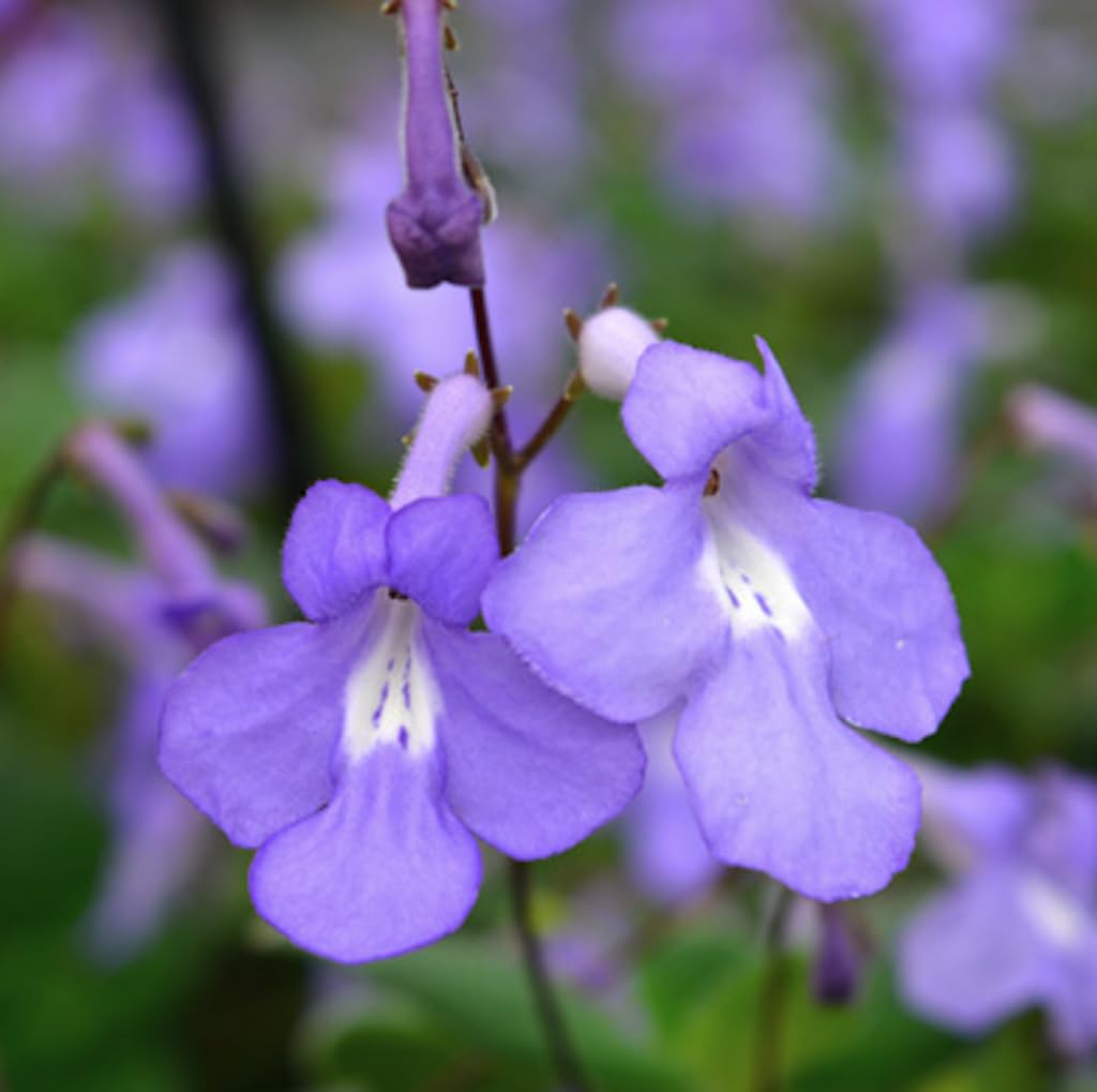Streptocarpus Santiago Plug Plant Trailing Streptocarpus