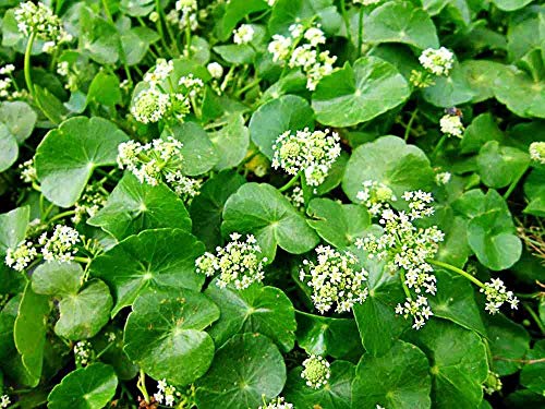 Generic 15st Centella Asiatica Gotu Kola plantenzaden - Afbeelding 3