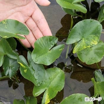 コウホネ 河骨 茶花 (お得な お纏め 20株 ) Amazon.co.jp: (ビオトープ)水辺植物 河骨 斑入りコウホネ(1