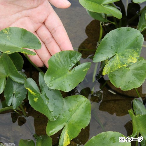Amazon.co.jp: （ビオトープ）水辺植物 河骨 斑入りコウホネ（1ポット