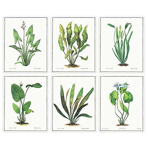 Vintage Aquatic Plants (Set of 6) - Unframed - 8x10s