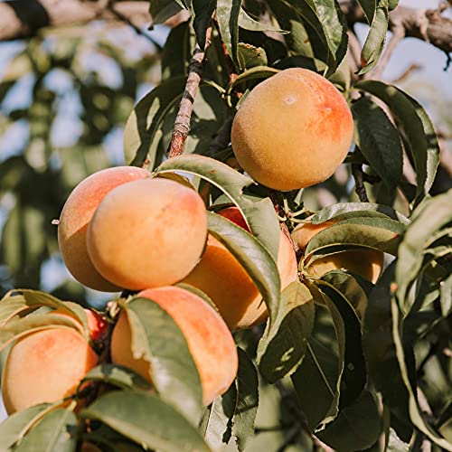 Gedroogde abrikozen (250g), zongele abrikozen, ontpit, gedroogd fruit snack - Image 6