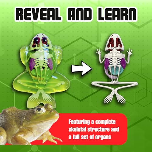 Image of Dissect-It, Standard Frog Dissection Kit, STEM Toys for Kids, Ages 6+ | Animal Anatomy Learning, Explore realistic frog organs and a complete skeleton while building biology and STEM skills.