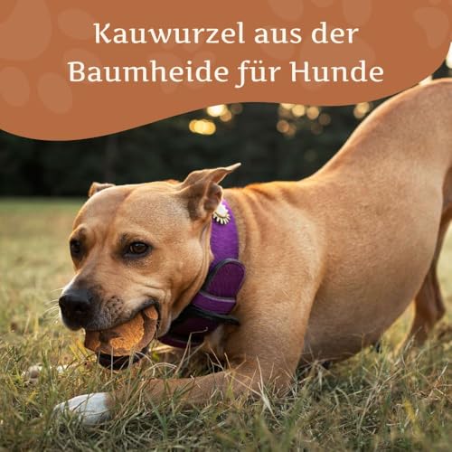Wildfang® Kauwurzel aus Baumheide für Hunde, Größe M - Natürliches Kauspielzeug Hund, splitterfreies Hundespielzeug zur Zahnpflege Hund & Welpenspielzeug (für Hunde 15–25 kg), 1 Stück