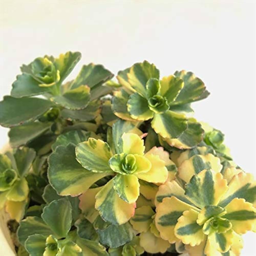 多肉植物セダムカット苗　気まぐれパック⑨ SOLD 多肉植物 セダム カット苗 20種50本 多肉植物 〜Green