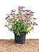 Spiraea japonica 'Anthony Waterer' 30-40 cm – Winterhart, Mehrjährig, Pflegeleicht – Rote Sommerspiere – Zierstrauch für Garten & Beet
