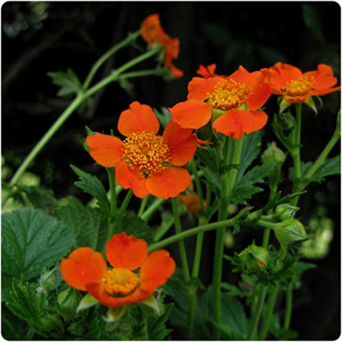 6 x Geum coccineum 'Borisii Koi' Large Plug Plants Perennials