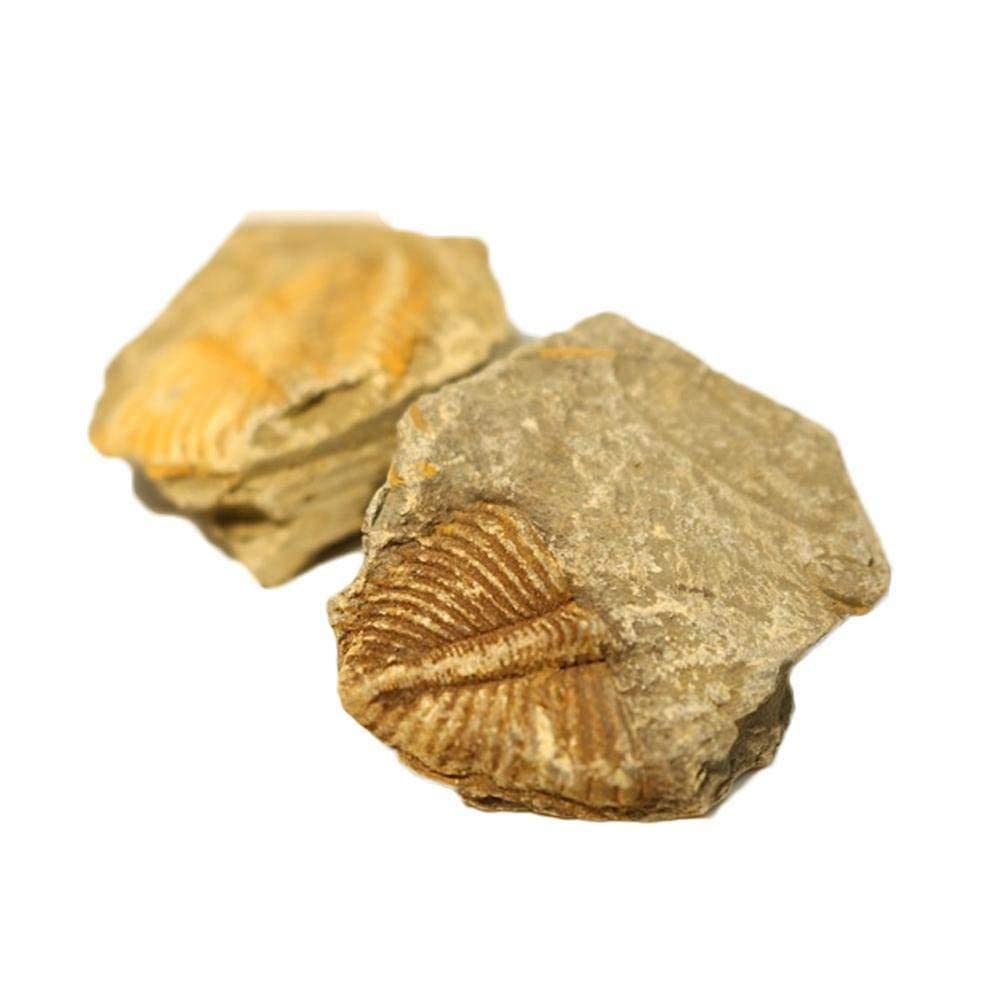 Hai LAN Ancient Natural Trilobite Crown Worm Tail Stone Fossil Rough Teaching Specimen Collection Paleontology Fossil Teachi