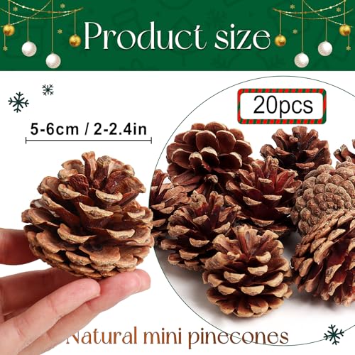 SBYURE 20 Pack 2.4 Inch Pinecones Bulk Package of Natural Pinecones Pine Cones for Crafts Home Decor Vase Filler