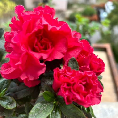 semi di rododendro - azalea - antiche varietà, balcone di azalee, luoghi soleggiati resistenti 250pcs