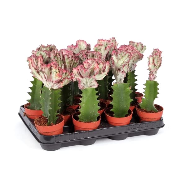 Dragon Bones - Euphorbia Lactea - Coral Cactus - Colourful and Unique Indoor Succulent Plant for homeor Office in 11cm Pot