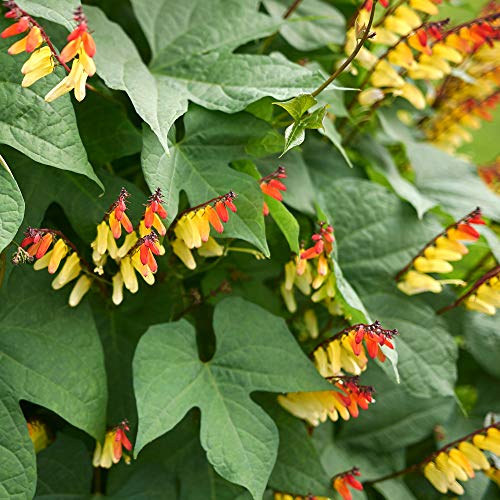 Outsidepride Mina Lobata Firecracker Flowering Vine Climbing, Trailing, Vining Plants - 200 Seeds #TOP3