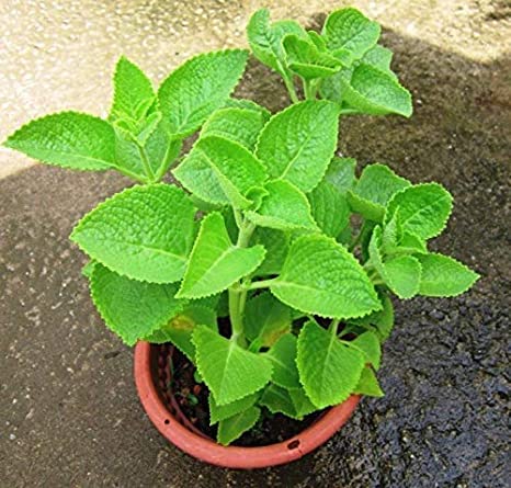 See full amazon price history chart for UGALOO Ajwain/Oregano Herb Plant with Pot UGALOO Ajwain/Oregano Herb Plant with Pot (B0B59J2DLL) Amazon Price History, Amazon Price Tracker