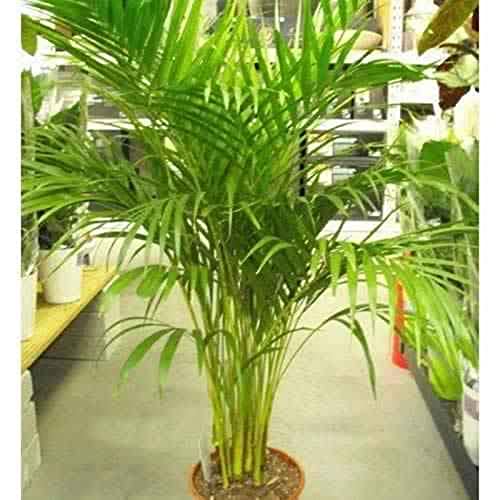 Garun Live Plant Decorative Areca - Home/Office Balcony Oxygen Providing Indoor Plant (B093WDF1ZY) Amazon Price History, Amazon Price Tracker