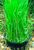 Micro Sword lilaeopsis brasiliensis | Live Aquarium Plants Java Moss Freshwater