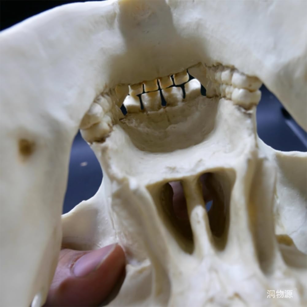Modelo anatómico de cráneo de chimpancé, réplica de resina de cabeza de animal de tamaño natural, for decoración del hogar de Halloween y educación científica, estudio de enseñanza.