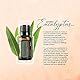 Doterra Eucalyptus Essential Oil 15ml by doTERRA
