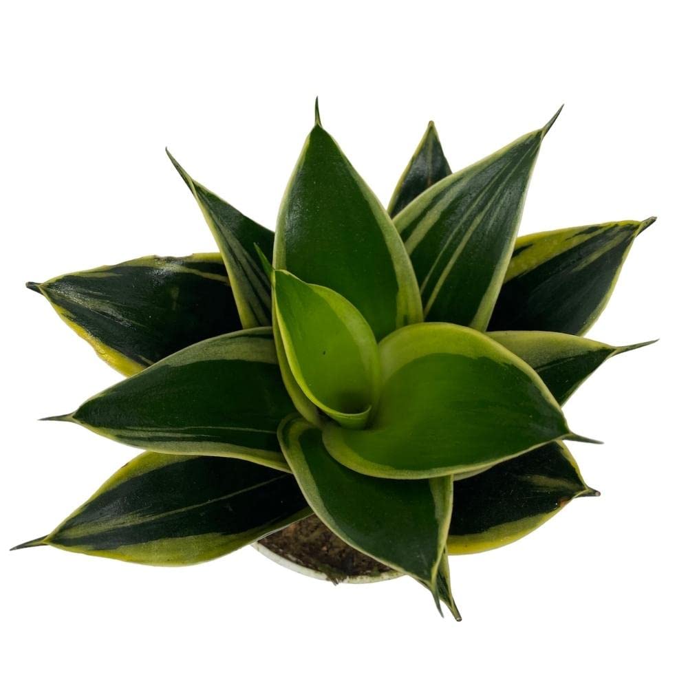 artificial snake plant tall Artificial Snake Plant in Pot | Faux Succulent