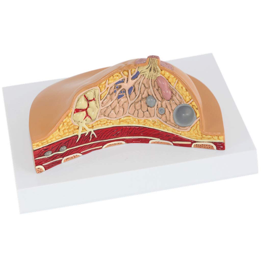 Buy Home accessories Educational Model Female Anatomical Model