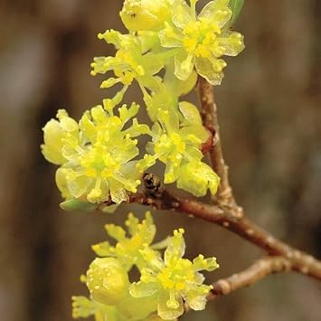Northern Spicebush Shrub